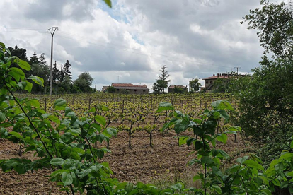 El Ternero, sin habitantes fijos en la actualidad, es una finca destinada a la actividad vitivinícola.-BIGSUS