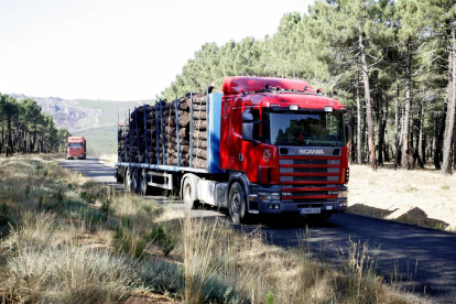 Camiones transportando madera quemada del incendio del pasado año de Castrocontrigo-Ical