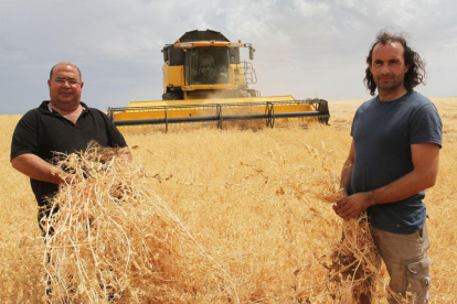 Rafael Ruipérez y Rubén Andrés en su explotación de Villaviudas en plena cosecha de guisante ‘viriato’, una variedad obtenida y mejorada en Castilla y León.-BRÁGIMO