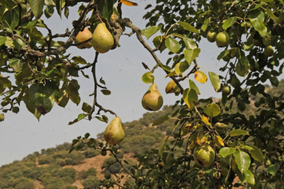 Peral en Las Caderechas, que destaca por la gran calidad de sus frutales.-G.G.
