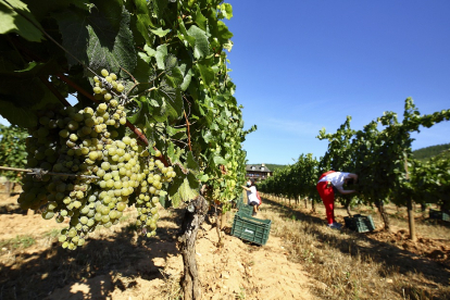 Una cuadrilla recoge uva en uno de los viñedos de la DO Bierzo en este inicio de campaña. CÉSAR SÁNCHEZ / ICAL
