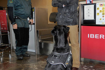 El perro hace un marcaje pasivo en el aeropuerto.-Israel L. Murillo