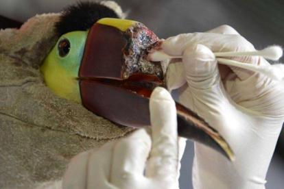 Un veterinario aplica curas a un tucán.-DISCOVERY CHANNEL