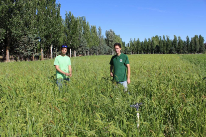 Juan Luis Fradejas y Abel Barrios en los campos de mijo ecológico y trigo de la finca de INEA-M. C.