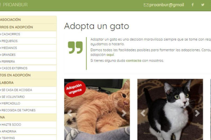 La asociación Proanbur gestiona adopciones de animales abandonados.-ECB