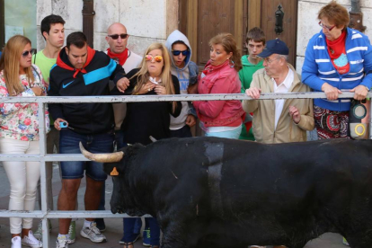 Quinto y último encierro de las fiestas de Cuéllar con toros de la ganadería Guadajira, de Badajoz-Ical
