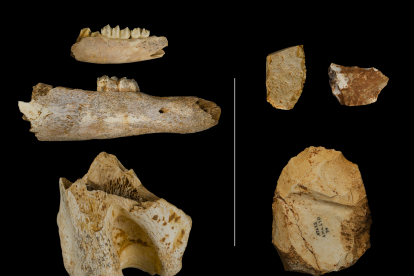 Piezas extraídas en el yacimiento de Galería de Atapuerca esta campaña 2022. Son mandíbula de ciervo, otra de caballo junto con un humero (izquierda) y herramientas líticas (derecha). MARÍA DOLORS GUILLÉN (IPHES)