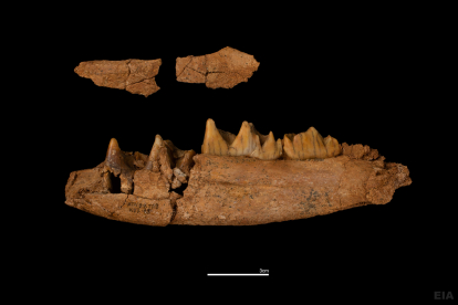 Fragmento de mandíbula de rinoceronte de TD-8 perteneciente a un individuo infantil. MARIA DOLORS GUILLÉN (IPHES)