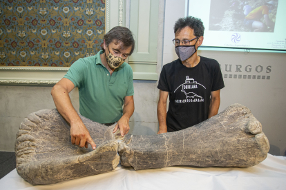 José Ignacio Canudo (izquierda) y Fidel Torcida colocal el fémur de saurópodo graquiosaurio localizado en 2018. SANTI OTERO