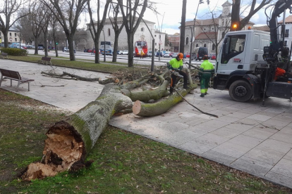 Operarios municipales retiran un árbol caído por el viento frente al Museo de la Evolución Humana (MEH). SANTI OTERO