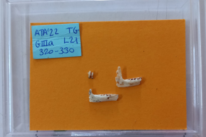 Piezas de microfauna obtenidas en el lavadero del Río Arlanzón y procedentes de Galería. Son dos hemimandíbulas derechas de topo de agua junto a un molar inferior. JULIA GALÁN (EIA)