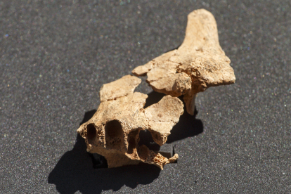 Maxilar superior y mejilla de Homo sp que apareció en Sima del Elefante el 30 de junio. SANTI OTERO