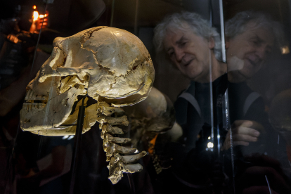 Juan Luis Arsuaga observa el Cráneo 5 con la integración de las siete vértebras que ya se ve en el Museo de la Evolución. SANTI OTERO