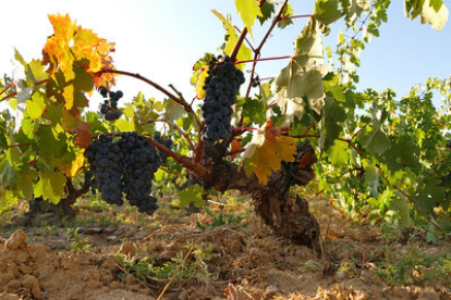 Para fijar la fecha de recogida los viticultores tienen en cuenta el estado óptimo de maduración