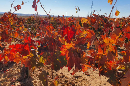 La Ruta del Vino Ribera del Duero es la segunda más visitada de España