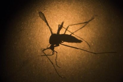 El mosquito Aedes aegypti, transmisor del virus del zika.-AP / FELIPE DANA