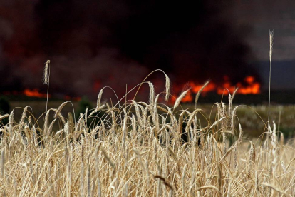 Las llamas amenazan los pocos cultivos de cereal que habían sorteado la sequía-Ical