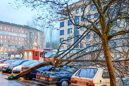 La caída de árboles motivó gran parte de las intervenciones en parques y calles de la capital. BOMBEROS