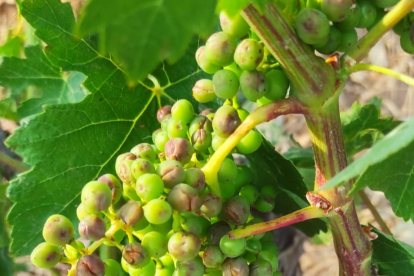 Imagen de una viña de Fuentenebro dañada por el pedrisco