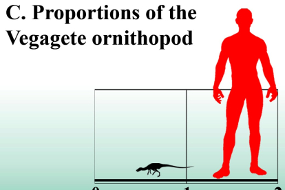Proporción entre un ser humano y el pequeño dinosaurio de Salas.