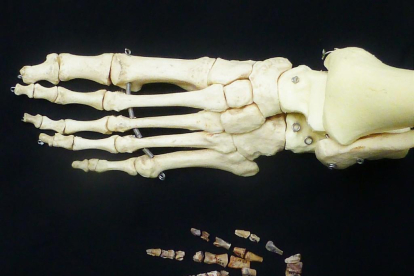 Comparación del pie de un Vegagete y un humano.