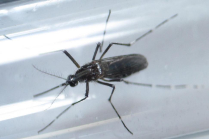 Un mosquito Aedes aegypti, vector del virus del zika, captado en Monterrey (México).-DANIEL BECERRIL / REUTERS
