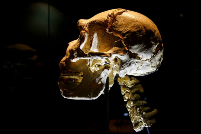 Cráneo 5 expuesto en el Museo de la Evolución. SANTI OTERO