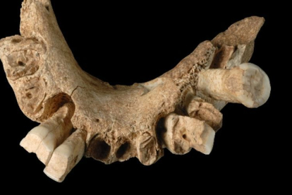 HOMO SP. 1,2 millones de años. Sima del Elefante. Es la mandíbula primer europeo que apareció en 2007. El último gran hallazgo de Atapuerca hasta el de la campaña de 2022.