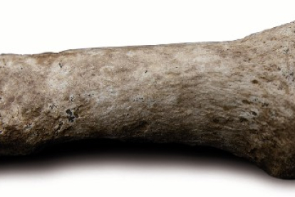 HOMO SP. 1,2 millones de años. Sima del Elefante. Esta falange se encontró en 2008.