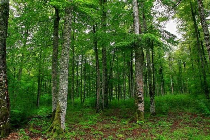 El bosque de Irati, en Navarra, uno de los hayedos mejor consevados de la Península.-MAITE CRUZ / ARCHIVO