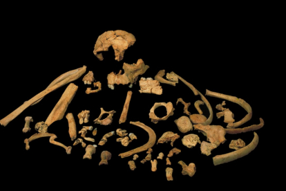 HOMO ANTECESSOR. 850.000 años. Gran Dolina. Colección recuperada en el primer sondeo realizados en Atapuerca entre 1994 y 1997. De esta especie hay unos 170 restos en total. JMB