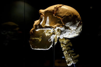 PRENEANDERTALES. 450.000 años. Este es el Cráneo 5, el de Miguelón, el más completo de la Prehistoria y de los 19 extraídos en Atapuerca. Recientemente ha añadido su cuello a la exposición en el Museo de la Evolución. SANTI OTERO