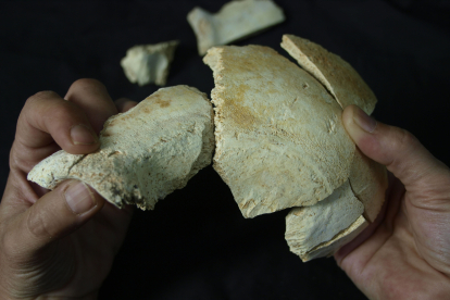 PRENEANDERTALES. 450.000 años. Los fósiles en la Sima de los Huesos de Atapuerca están muy fragmentados y obliga al análisis pieza a pieza para recomponer un cráneo. JAVIER TRUEBA (MSF)