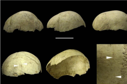 SAPIENS. 3.900 años. Mirador. Cráneos copa procedentes de la cueva del-Mirador en Atapuerca. Están canibalizados y hervidos.