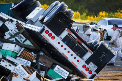 Millones de abejas causan el caos en Seattle.-Foto:  MIKE SIEGEL / AP