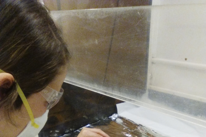 Marta Francés (UBU) procesando muestras para la extracción de residuos orgánicos en cerámicas de El Portalón de Cueva Mayor. MARTA PRANCÉS (LEH)