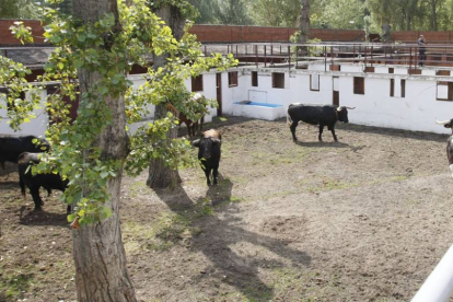 Vista de los corrales del coso burgalés donde se ubican los toros en la semana de Feria y que se convirtió en alternativa para los ganaderos.-RAÚL G. OCHOA