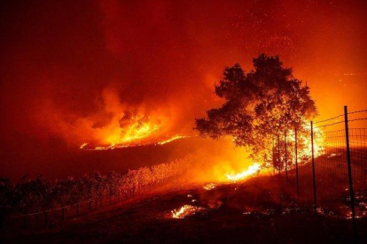 Las llamas entran en un viñedo de Geyserville durante el incendio que está asolando California.-JOSH EDELSON (AFP)