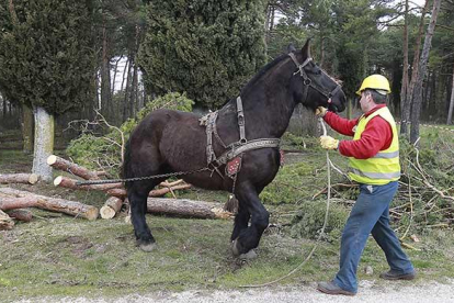 El caballo arrastró por el monte los restos de los árboles talados en la zona de La Cartuja.-RAÚL G. OCHOA