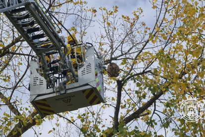 Los bomberos de Burgos retiran un nido de vespa velutina. BOMBEROS DE BURGOS