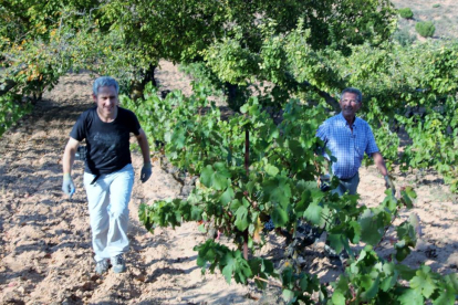 os trabajadores entre las viñas de chacolí en el término municipal de Miranda de Ebro (Burgos).-L.P.