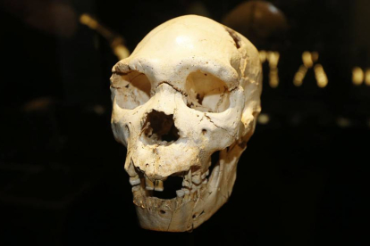 La ubicación de las tres especies de Atapuerca en ese contexto se conocerá en tres meses-R.G.O.