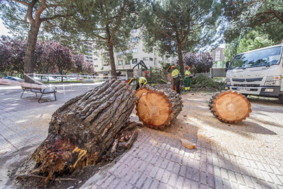 El mal crecimiento del árbol provocó su desplome sobre el columpio del parque infantil.-ISRAEL L. MURILLO