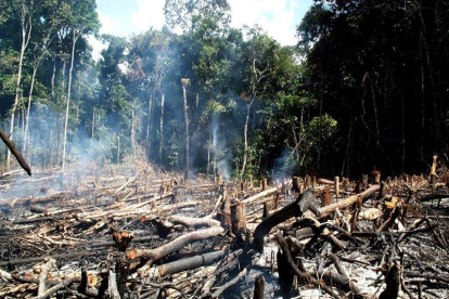 La pérdida de bosque nativo corresponde a la superficie de Ecuador.-