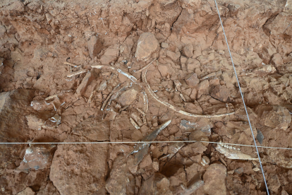 En los yacimientos de Atapuerca aparecen cientos de fósiles de fauna, no falla alguno de homínido, y mucha industria. Aparecen así en el yacimientos después de estar cientos de miles de años envueltos en el sedimento. SANTI OTERO