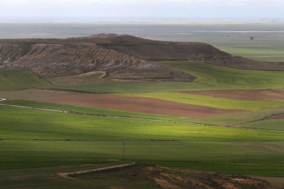 Campo de cereal de invierno en las inmediaciones de la capital palentina en pleno verdor primavera.-BRÁGIMO