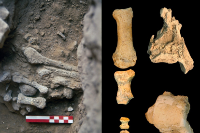 Fósiles de Amud 9. Osborjn M. Pearson y Adrián Pablos