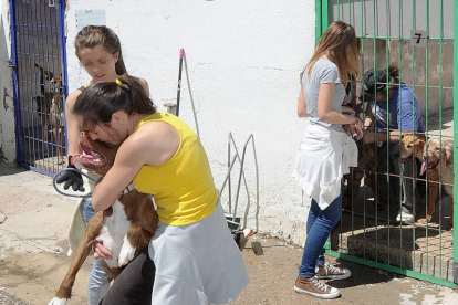 Los voluntarios cuidan a los perros que viven en la protectora, les pasean y también les miman.-ISRAEL L. MURILLO