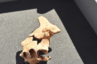 Cara parcial de un homínido hallado en el yacimiento de la Sima del Elefante (sierra de Atapuerca). Foto: Susana Santamaria / Fundación Atapuerca