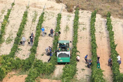 Un momento de la vendimia de este año, en la que participaron 8.300 viticultores y 315 bodegas.-ECB